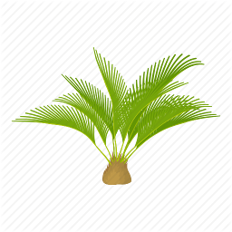 /jeux/Alphabet/Themes/Jungle/Parties\Jungle\Yucca.png